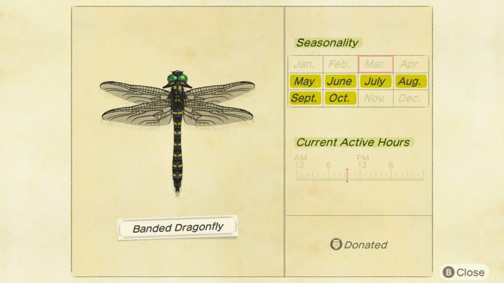 Banded dragonfly Animal Crossing New Horizons ACNH