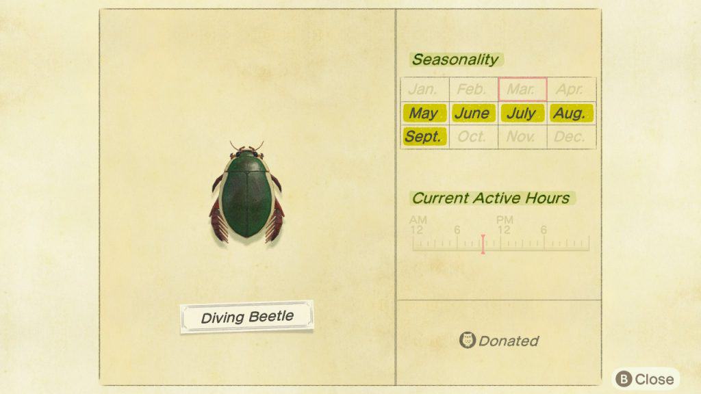 Diving beetle Animal Crossing New Horizons ACNH