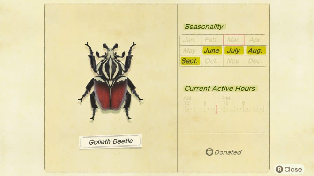 Goliath beetle Animal Crossing New Horizons ACNH