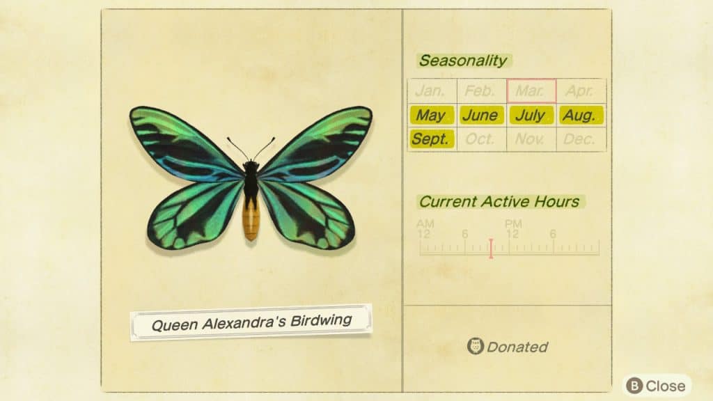 Queens Alexandras Birdwing butterfly Animal Crossing New Horizons ACNH